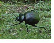 Beetles