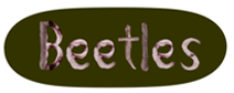 Beetles
